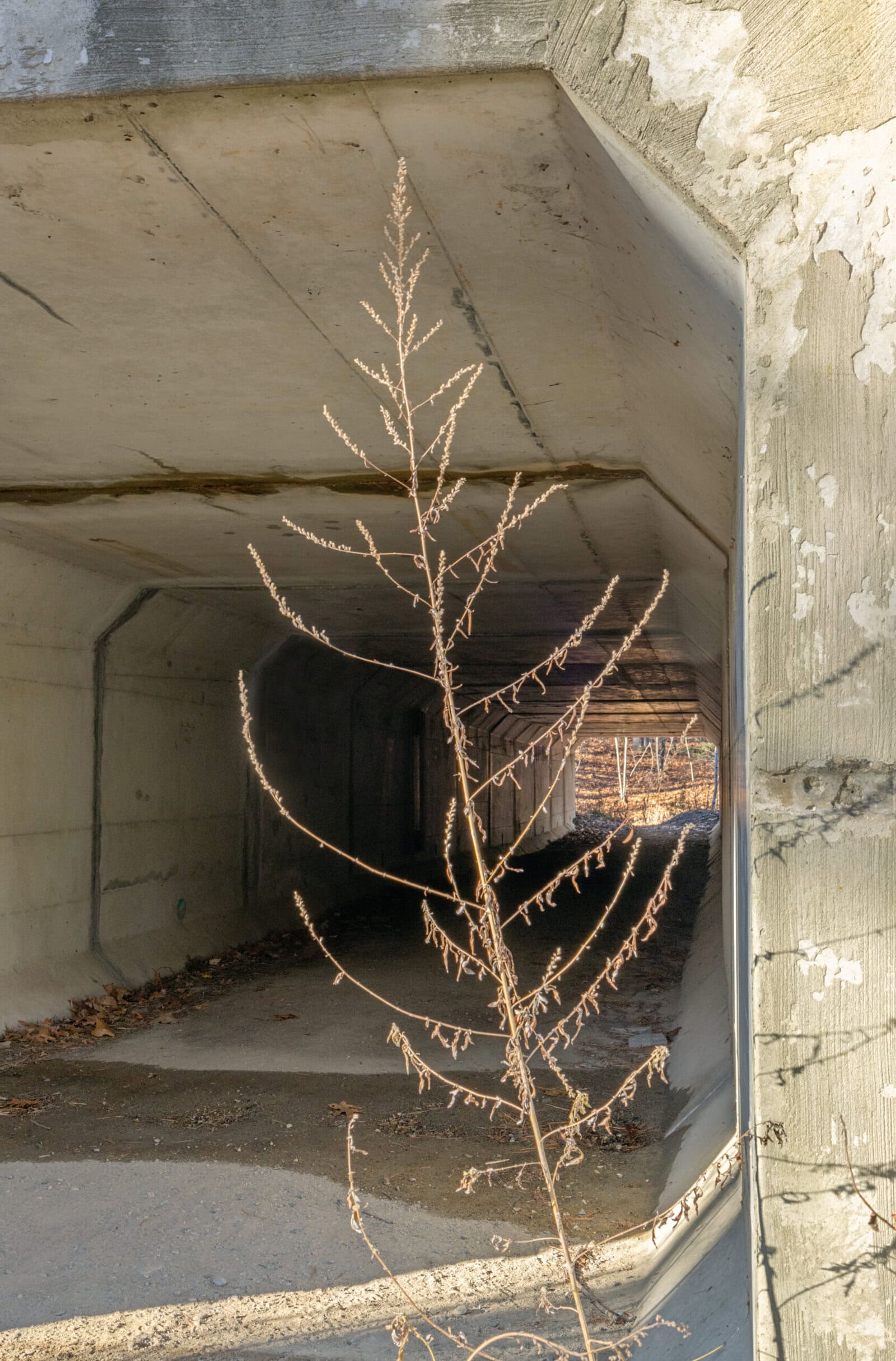 Wildlife Underpass
